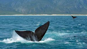 Baleines franches australes au large des côtes en Afrique du Sud à l’occasion de l’Hermanus Whale Festival qui commence aujourd’hui (© oversnap/E+/Getty Images)(Bing France)