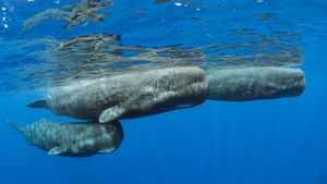 Sperm whale pod surfacing, Dominica (© Franco Banfi/Minden Pictures)(Bing United Kingdom)