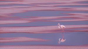 Flamant rose, Aigues-Mortes (© EyeEm Mobile GmbH/Getty Images Plus)(Bing France)