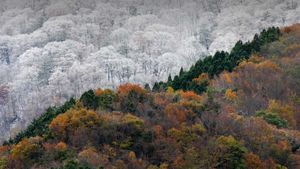 ｢雪と紅葉｣徳島 (© SpontaneousPictures/iStock/Getty Images Plus)(Bing Japan)