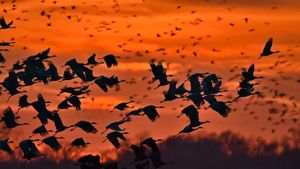 Sandhill cranes taking flight over the Platte River near Kearney, Nebraska (© Diana Robinson Photography/Getty Images)(Bing Australia)