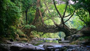 印度梅加拉亚邦，一座树桥 (© Timothy Allen/Getty Images)(Bing China)