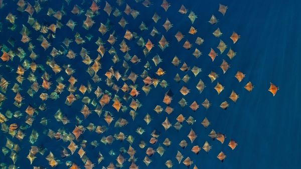 Large school of Munk\'s pygmy devil rays from the air, Gulf of California, Mexico