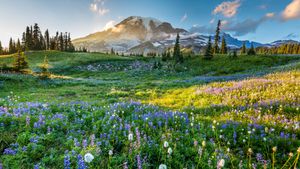 雷尼尔山国家公园的野花，华盛顿州，美国 (© RomanKhomlyak/Getty Images)(Bing China)
