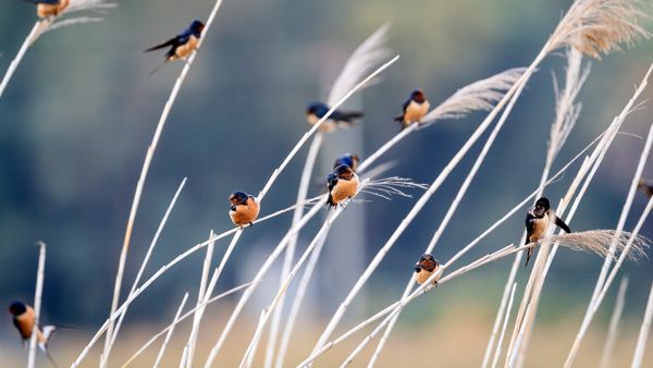 Barn swallows of different subspecies resting together
