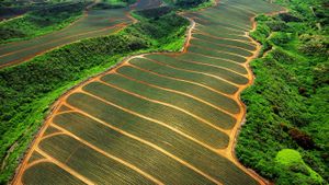 Pineapple fields in Maui, Hawaii (© Pacific Stock - Design Pics/SuperStock)(Bing Australia)