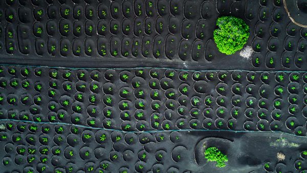 Aerial view of vineyards in La Geria, Lanzarote, Canary Islands, Spain