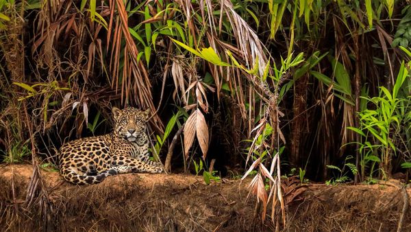 Jaguar in the Pantanal wetlands, Brazil