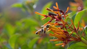 蜜蜂 (© Angela Parker/Offset)(Bing China)