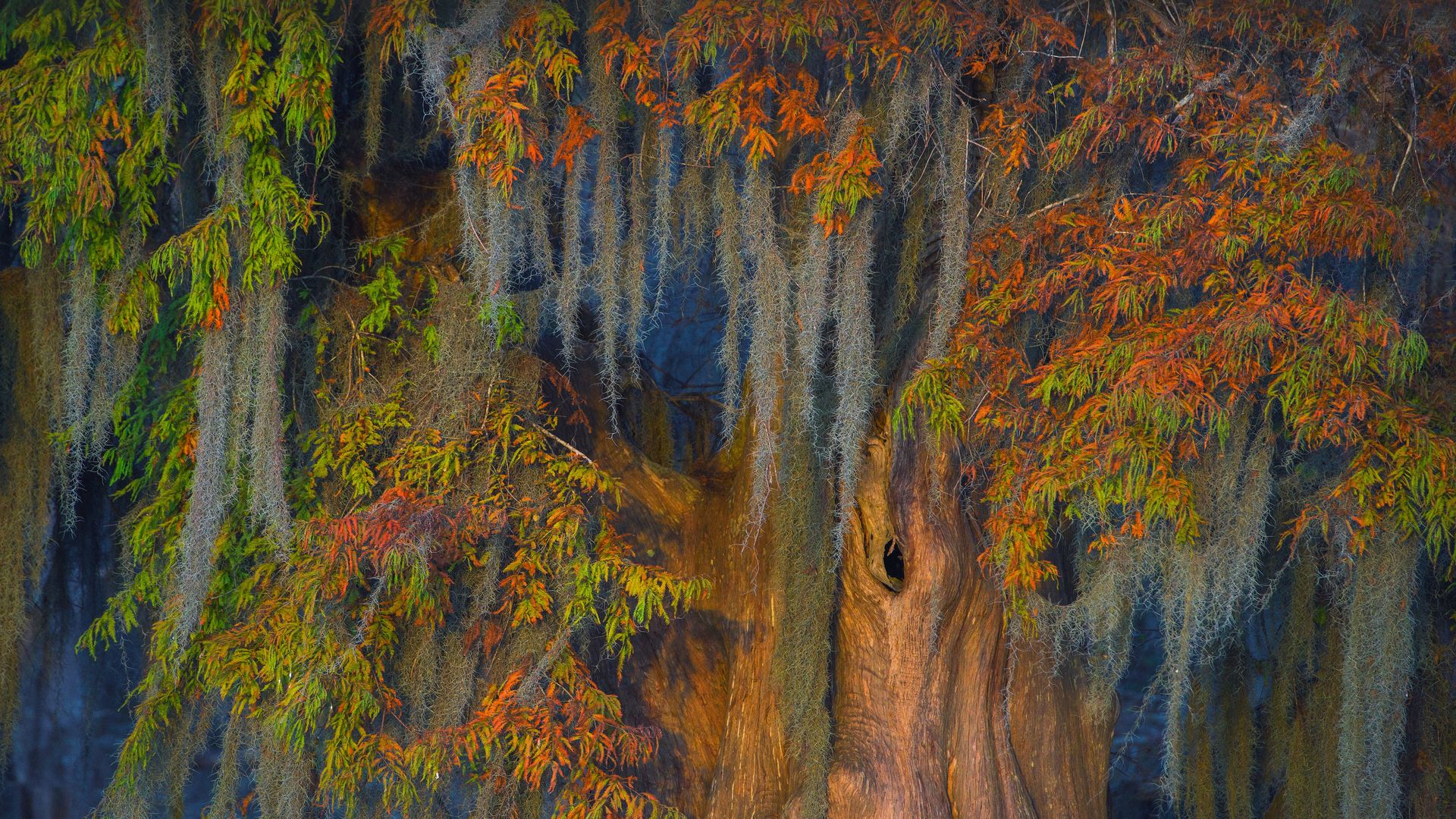 Bald cypress and Spanish moss in the Atchafalaya Basin, Louisiana