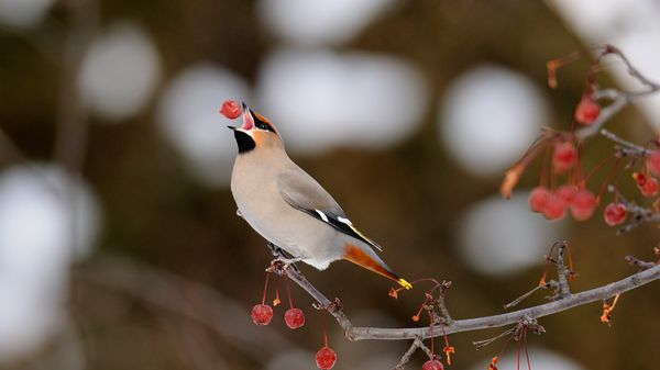 Bohemian waxwing feeding on crab apples, Sudbury, Ontario, Canada