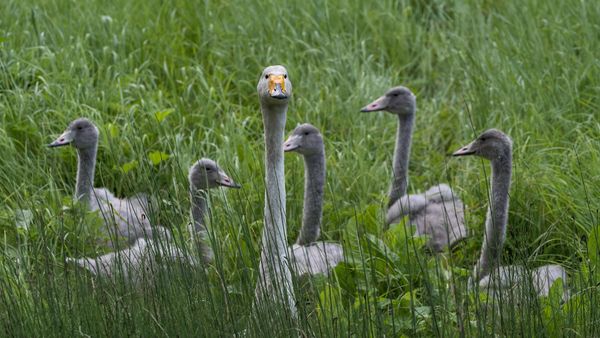 Cygne chanteur avec des petits, Finlande