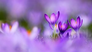 紫番红花 (© Raimund Linke/Getty Images)(Bing China)