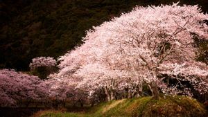 ｢水辺の桜｣兵庫 (© Seiji NAKAI/Getty Images)(Bing Japan)
