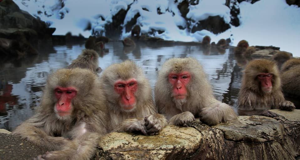 Macaques