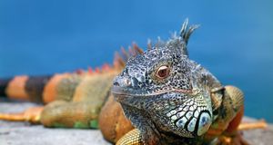 Iguana (© Oleksiy Fedorov / age fotostock) &copy; (Bing Australia)