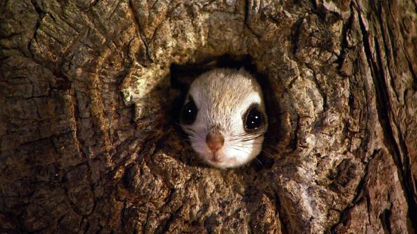 Japanese dwarf flying squirrel in Rishiri-Rebun-Sarobetsu National Park, Japan