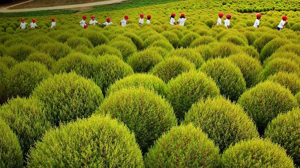 Children walk through a field of kochia at Hitachi Seaside Park, Hitachinaka, Japan
