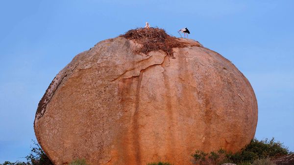 White storks at Los Barruecos Natural Monument, Caceres, Spain