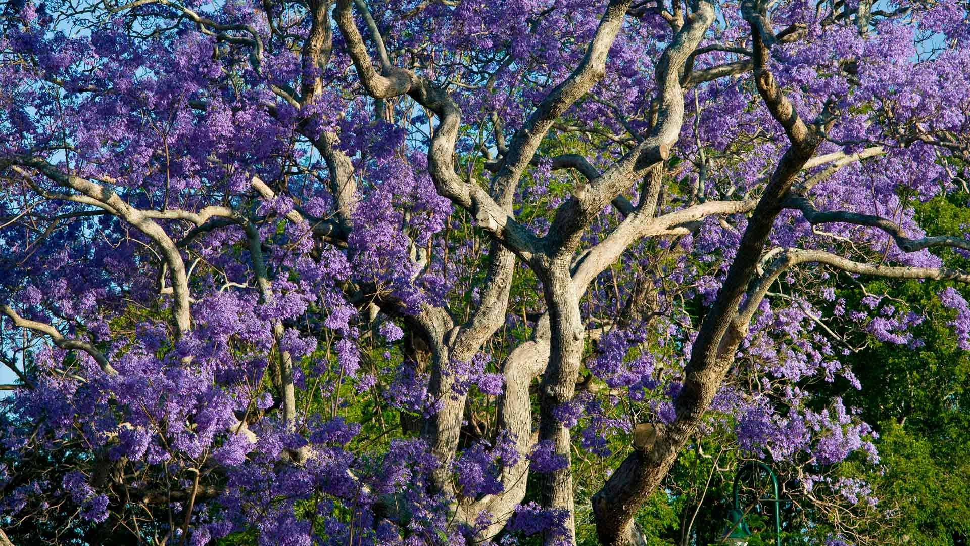 Blooming jacaranda trees in New Farm Park, Brisbane, Australia