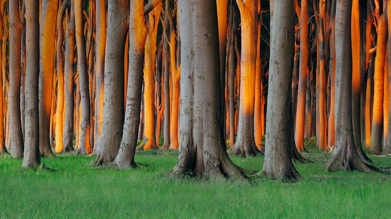 Nienhagen Wood in Mecklenburg-Vorpommern, Germany