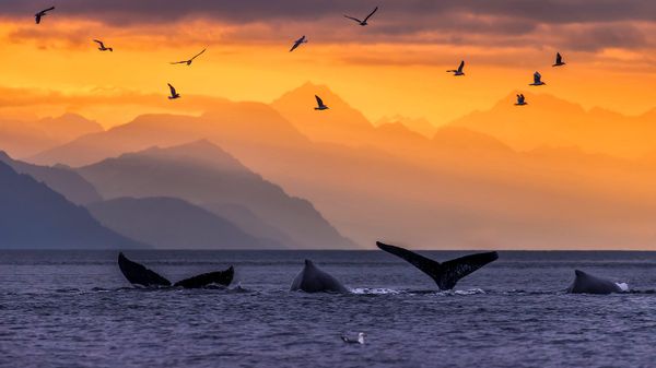 Humpback whale pod in Lynn Canal, in the Inside Passage of Alaska