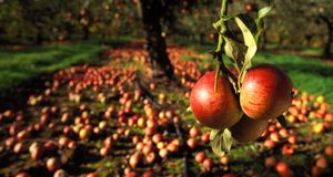 Delicious apples (© Penny Tweedle/Aurora Photos) &copy; (Bing United Kingdom)
