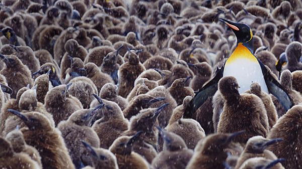King penguin surrounded by chicks, South Georgia