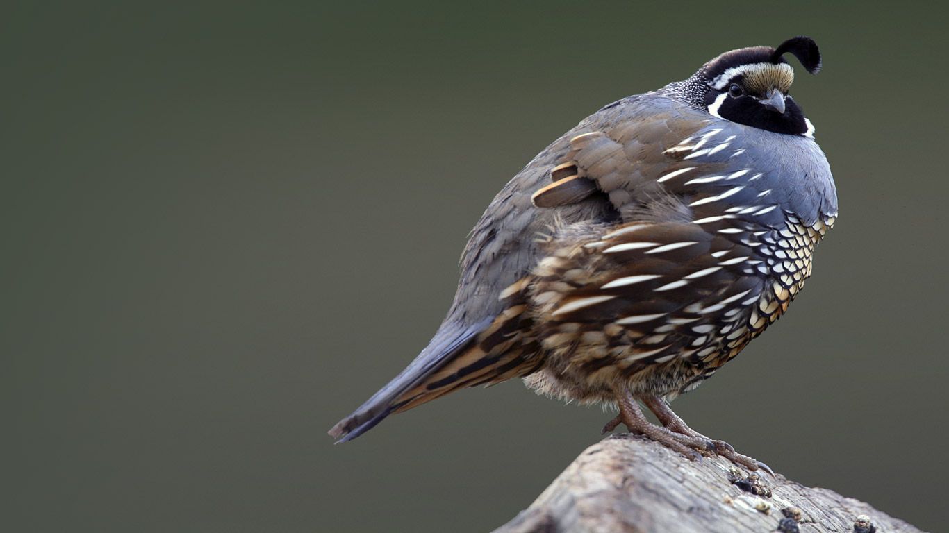 California quail