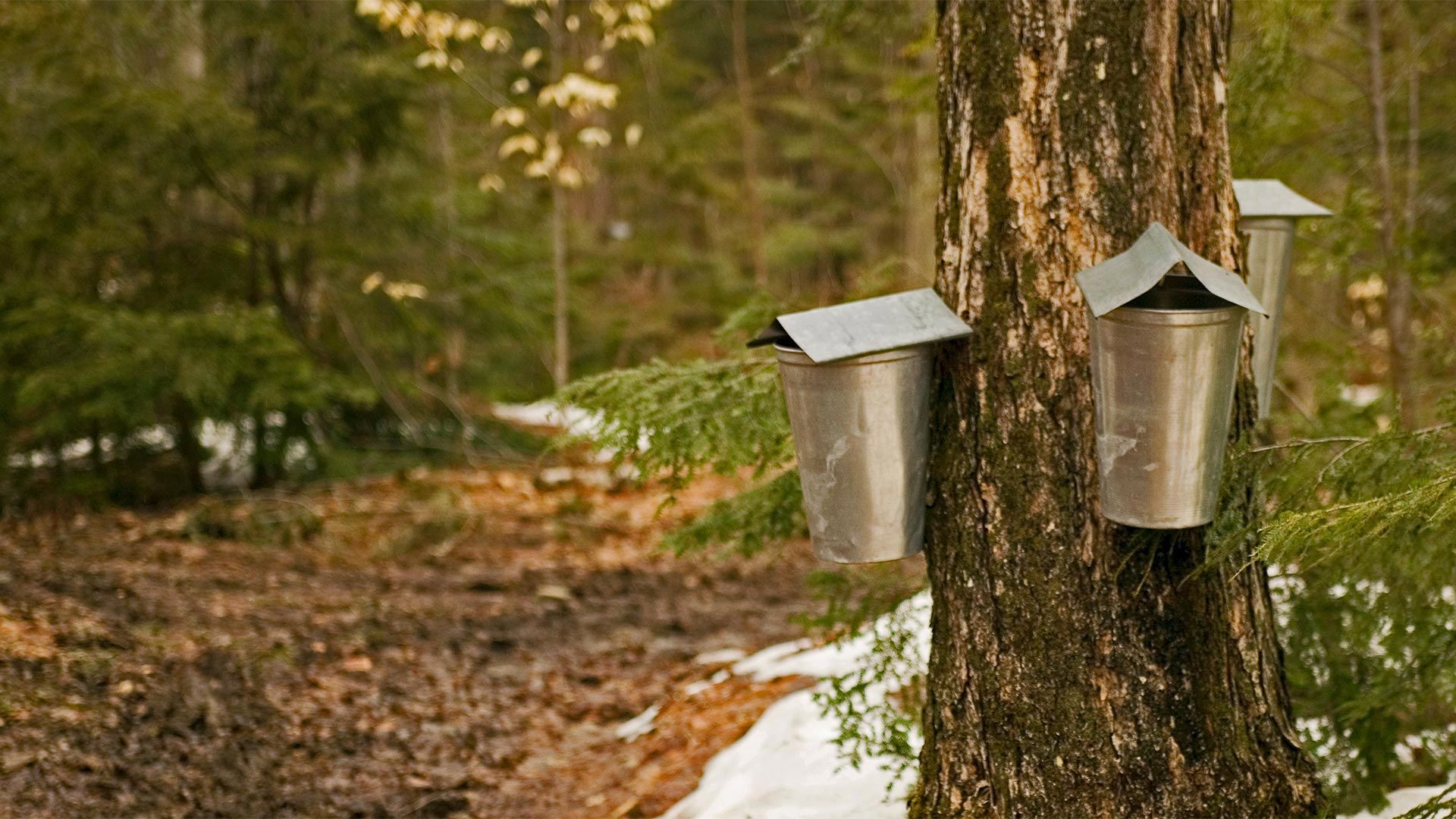 Sap-collecting buckets in Brome-Missisquoi, Quebec