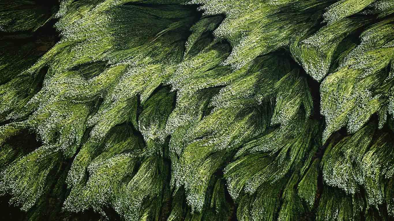 Underwater grass in the Loire River near Digoin, Saône-et-Loire, France
