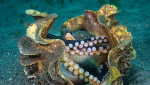 巨型蛤壳中的条纹蛸，苏拉威西海，印度尼西亚 (© Alex Mustard/Minden Pictures)(Bing China)