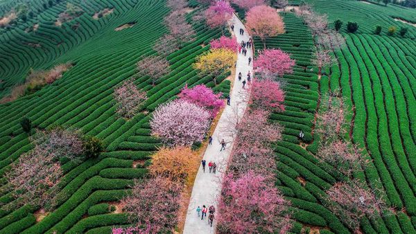 Cerisiers en fleurs dans une plantation de thé, Longyan, Chine