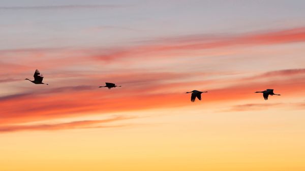 Grues cendrées en vol à l'aube, lac du Der, France
