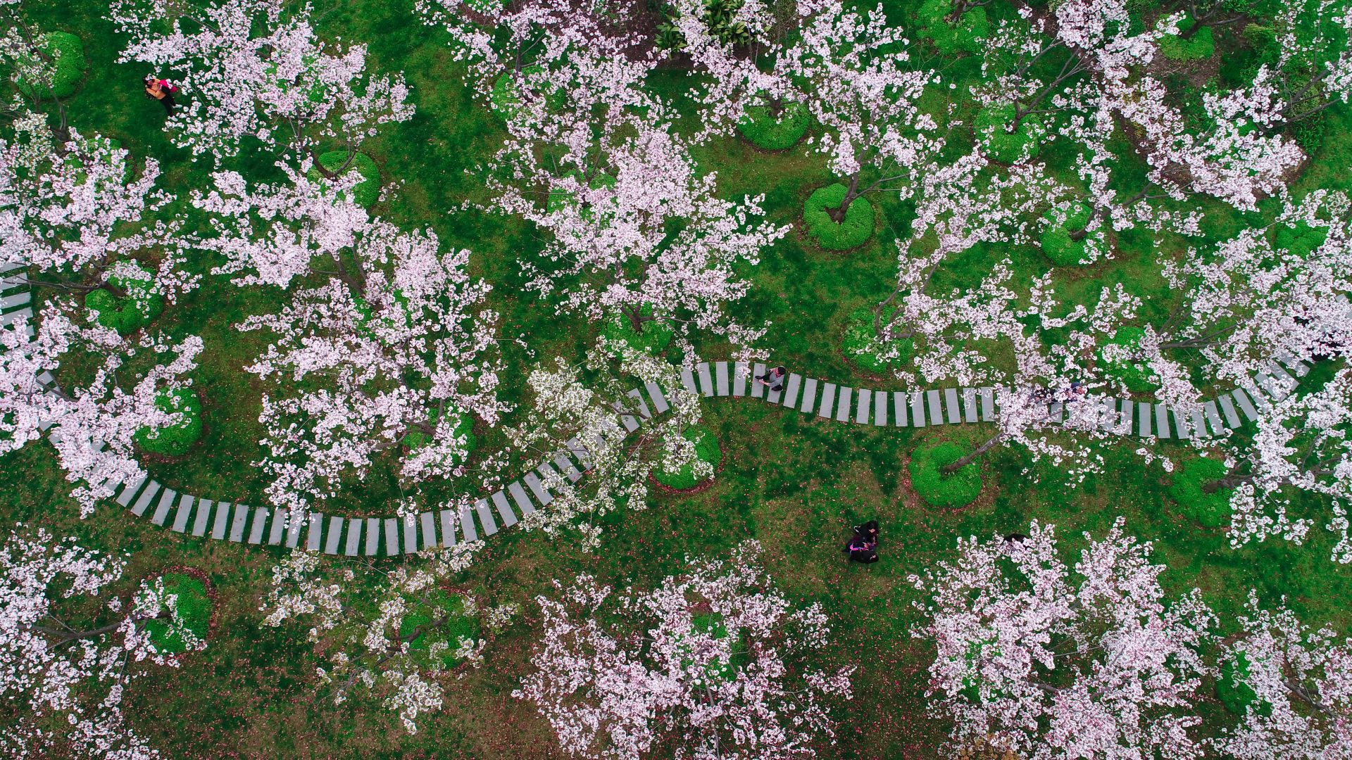 Fiori di ciliegio a Shanghai, in Cina
