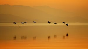 Pelicans at Sonny Bono Salton Sea National Wildlife Refuge, California (© David McNew/Getty Images)(Bing United States)