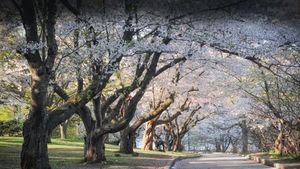 Japanese cherry blossom trees in High Park, Toronto (© Oleksandra Korobova/Getty Images)(Bing Canada)