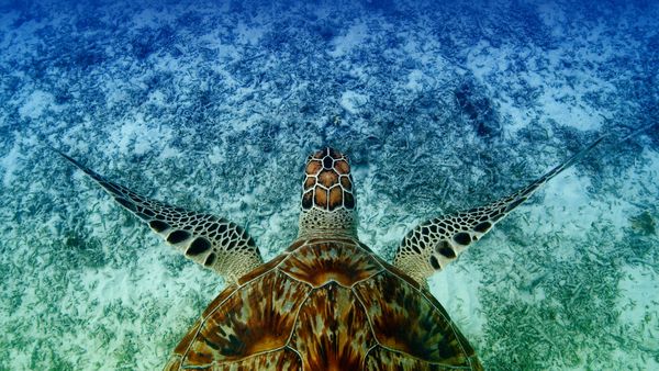 Una tartaruga embricata che nuota vicino ad Akajima, Okinawa, Giappone