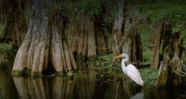 Egret