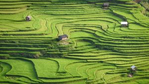 Rice terraces of Mù Cang Chải, Yên Bái province, Vietnam (© Kiatanan Sugsompian/Getty Images)(Bing New Zealand)