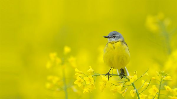 Blue-headed wagtail amid yellow flowers, Hesse, Germany