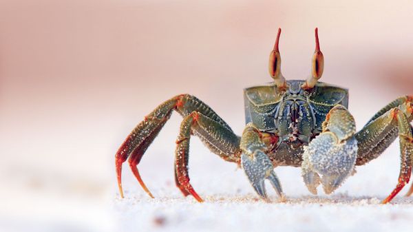Horned ghost crab on Bird Island in the Seychelles