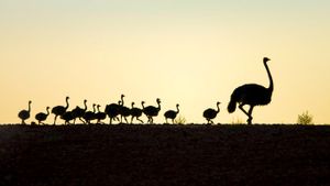 Autruche suivie de ses poussins, province du Cap-Occidental, Afrique du Sud (© Richard Du Toit/Minden Pictures)(Bing France)