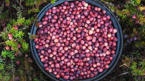 A bowl full of cranberries, Ontario, Canada (© plainpicture/Design Pics/Julie DeRoche)(Bing Canada)