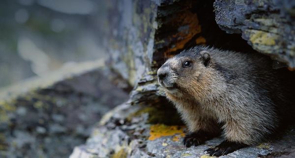 Groundhog