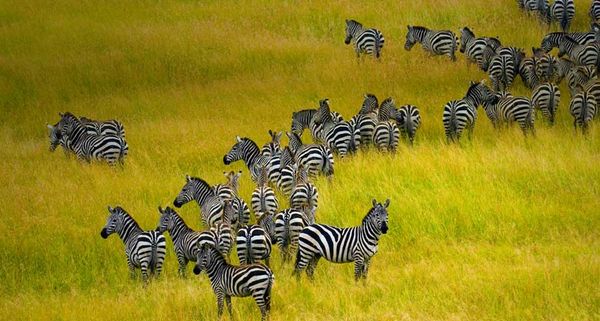 Zebra herd in Masai Mara National Reserve in Kenya