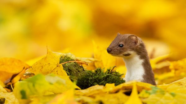 A weasel looking out of yellow leaves in autumn