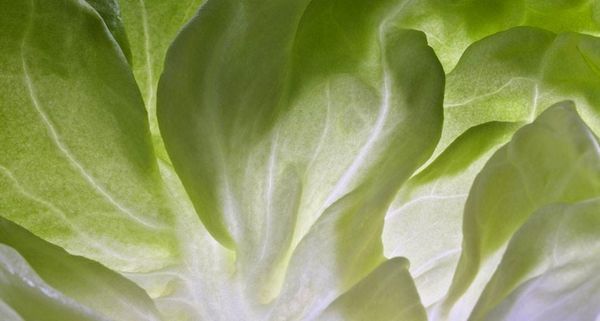 LettuceLeaf