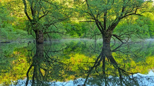Willow trees, Lake Bret, Bugey, France