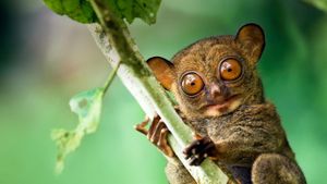 Western tarsier in a Malaysian rainforest in Danum Valley, Sabah, Borneo (© Steve Bloom Images/Alamy)(Bing New Zealand)